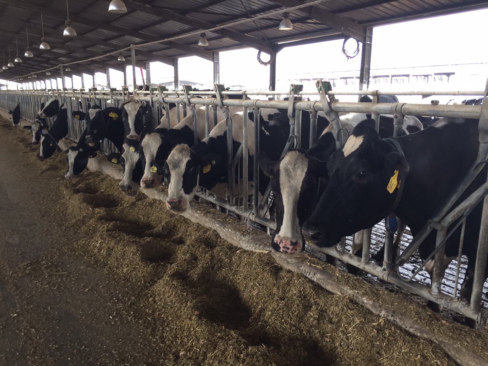 Livestock Health