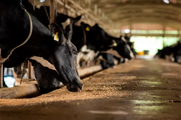 Livestock herd