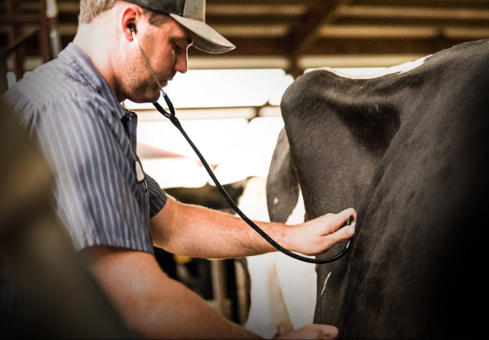 Healthy livestock